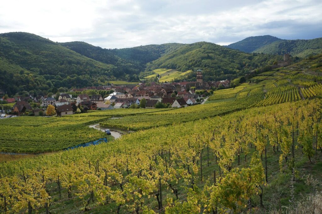 Route des vina vignobles Alsace