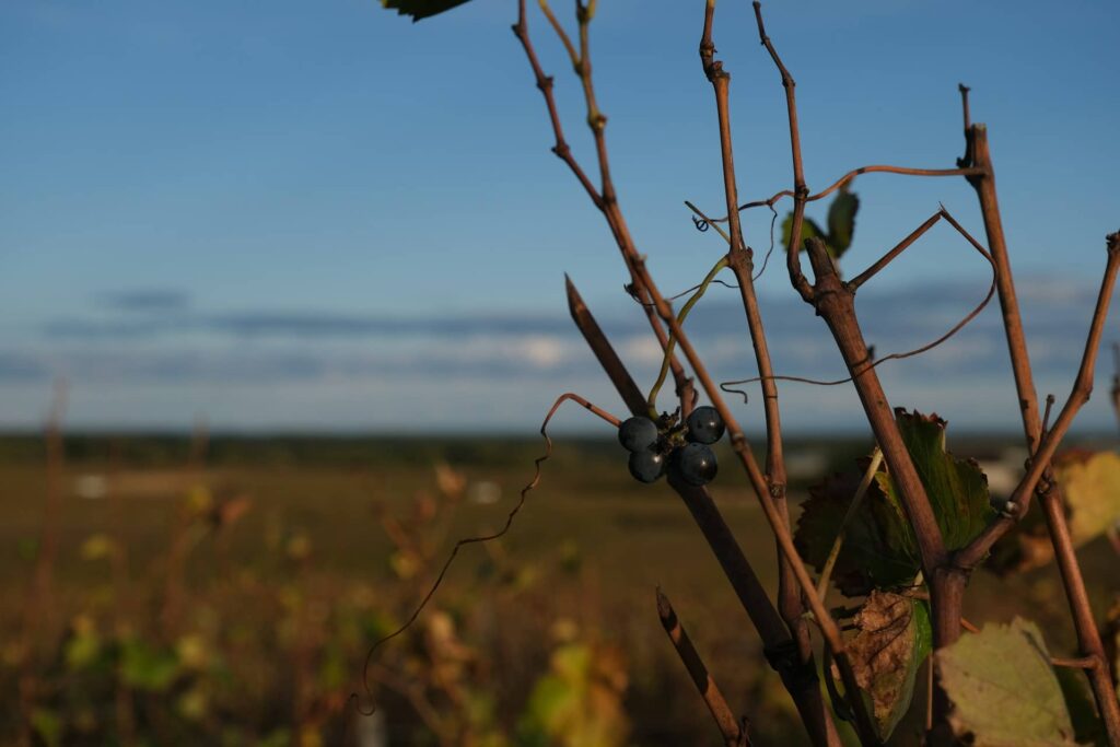 Vignobles de Bourgogne de jour