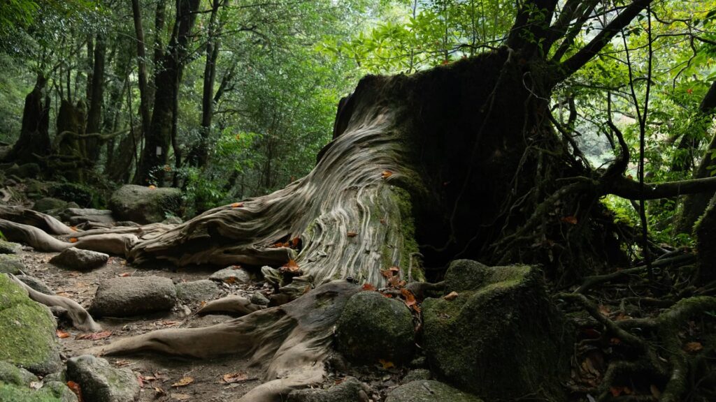 Yakushima la Forêt de Princesse Mononoké au Japon