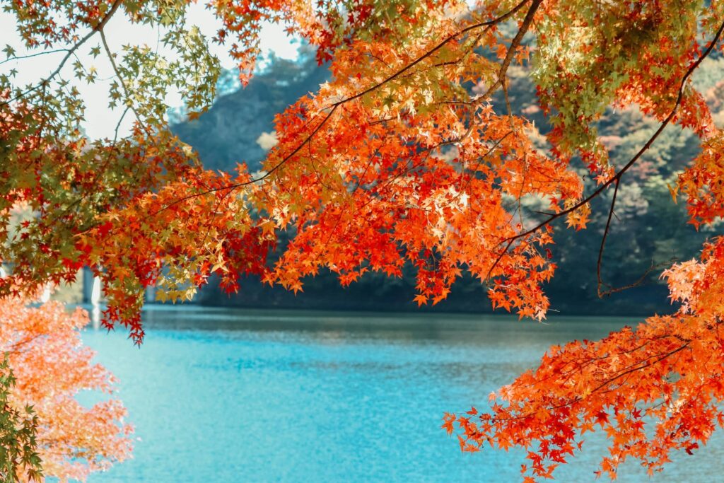 Vue sur un lac au Japon entouré d'érables japonais aux couleurs de l'automne