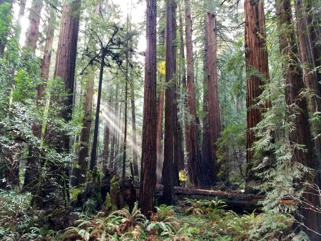 Parc National de Muir Woods à San Francisco