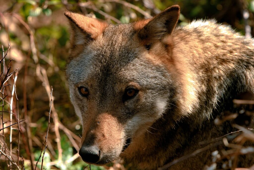 Parc national dues Abruzzes italie